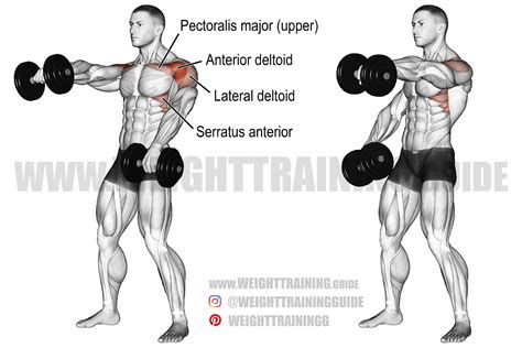 Front Dumbbell Raises primarily target the front of the shoulders, known as the anterior deltoid. This muscle is used in shoulder flexion. Front dumbbell raises also work the lateral (side) deltoid and the serratus anterior, along with the upper and lower trapezius, clavicular part of the pectoralis major, and biceps.